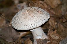 Champignons - Paddestoelen - Mushrooms